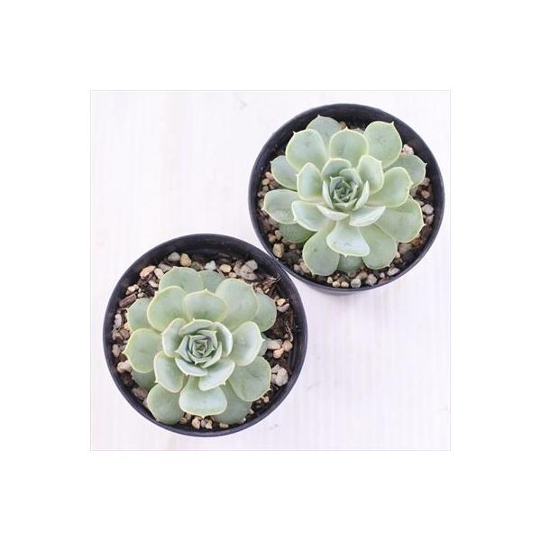 多肉植物 Skエケベリア オウンスロー 値下げ エケベリア 7 5cmポット