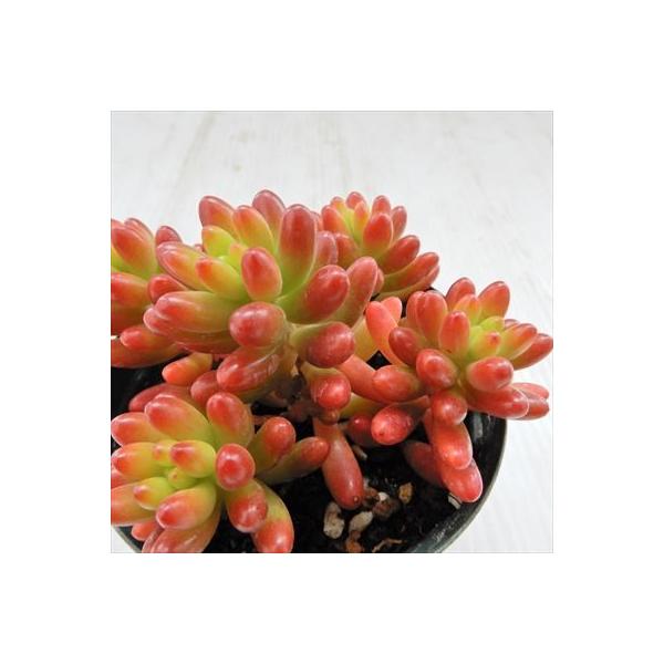 多肉植物 Seセダム 虹の玉 ニジノタマ 多肉植物 セダム 7 5cmポット Buyee Buyee Japanese Proxy Service Buy From Japan Bot Online