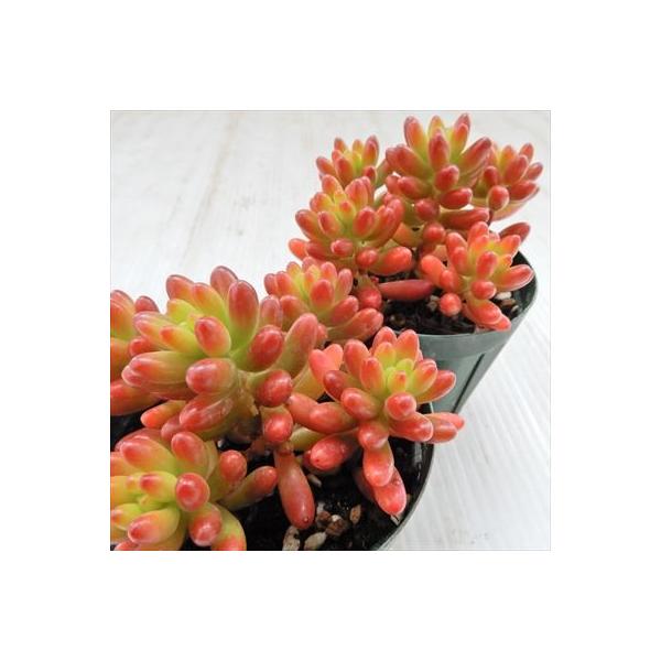 多肉植物 Seセダム 虹の玉 ニジノタマ 多肉植物 セダム 7 5cmポット Buyee Buyee Japanese Proxy Service Buy From Japan Bot Online