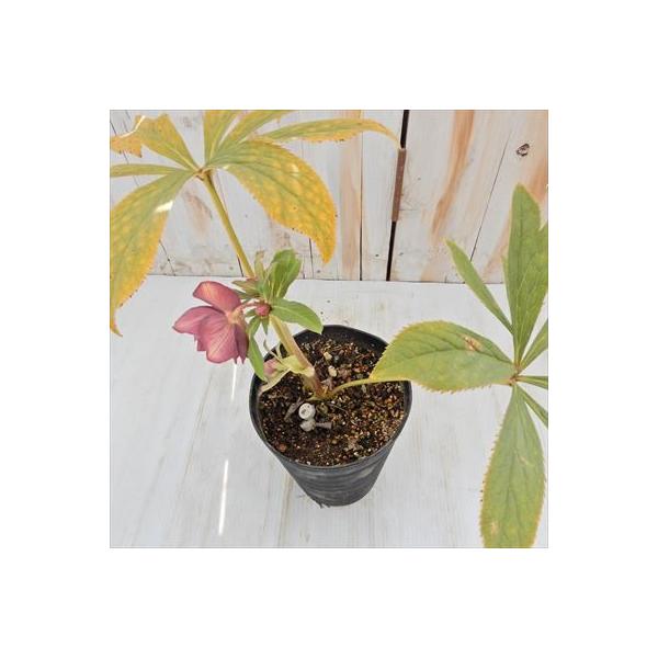 クリスマスローズ ソレイユダブル 04 06 予約 現品販売 開花株 5号鉢 広瀬園芸