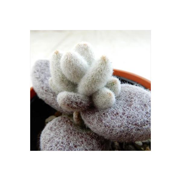 日本花キ流通 多肉植物 hmカランコエ 福兎耳 雪だるま 多肉植物