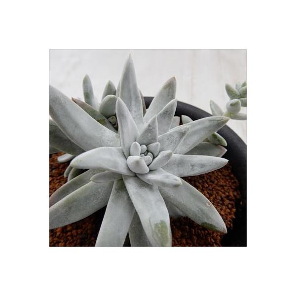 日本花キ流通 多肉植物 osダドレア グノマ おもしろ多肉植物