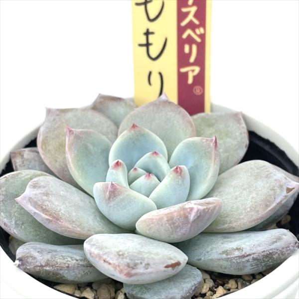 多肉植物 oriミックスベリア No.007 ももりん おらいさん苗 送料 多肉植物 oriミックスベリア No.007 ももりん おらいさん苗 送料