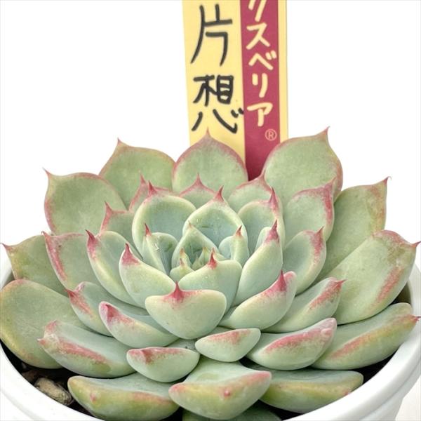 多肉植物エケベリアミックスベリアの名札9枚 円 札付き おらいさん ミックスベリア 多肉植物 - メルカリ