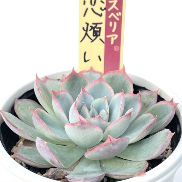 多肉植物 oriミックスベリア No.013 恋煩い おらいさん苗 送料 多肉植物 oriミックスベリア No.013 恋煩い おらいさん苗 送料