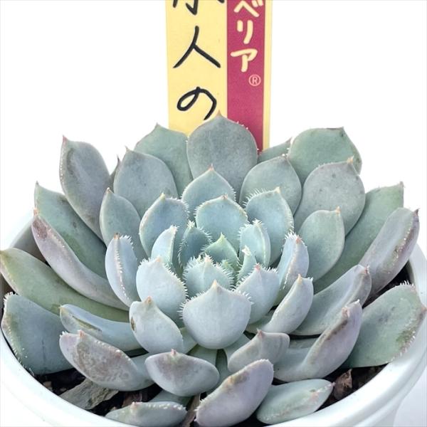 多肉植物 oriミックスベリア No.021 小人の渚 おらいさん苗 送料無料