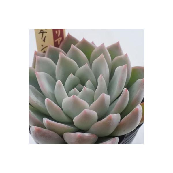 多肉植物 oriミックスベリア No.019 ウエディングベル おらいさん苗