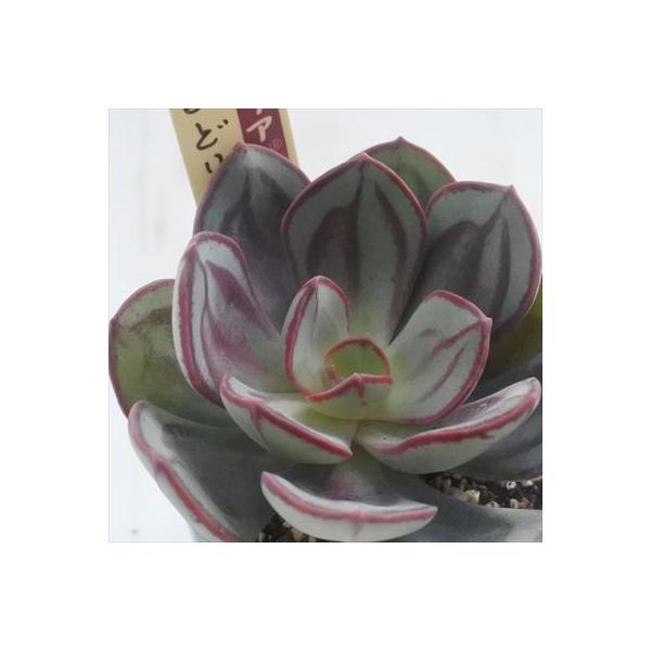 多肉植物 oriミックスベリア No.018 くまどり おらいさん苗 送料