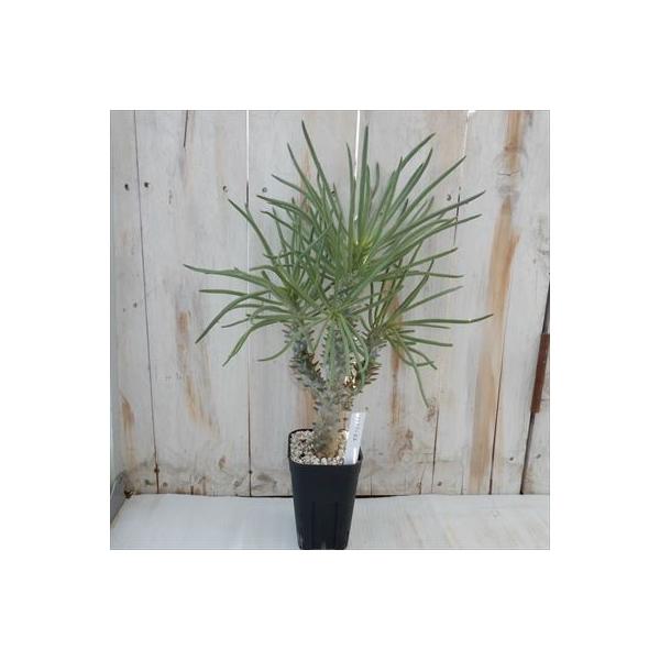 多肉植物 Caチレコドン カカリオイデス 現品販売 0221 02 3号角鉢 多肉植物 コーデックス