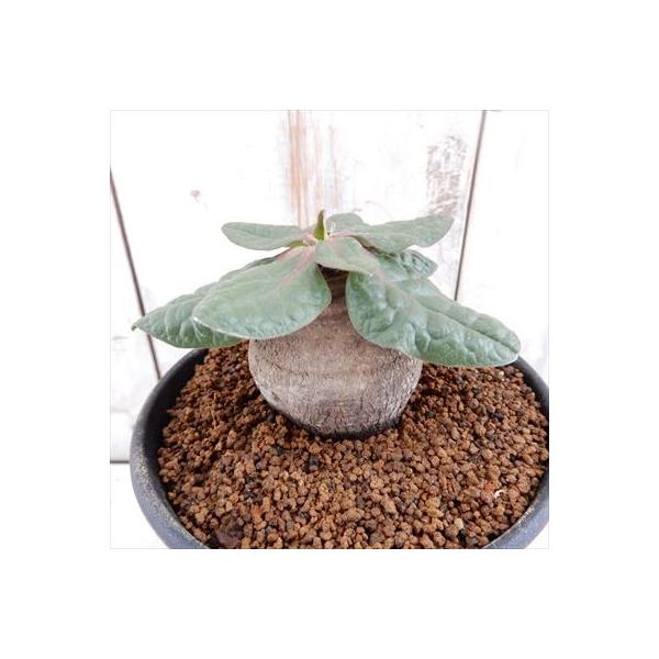 多肉植物 Caユーフォルビア エクロニー 0312 10 コーデックス 現品販売 3号鉢 新着