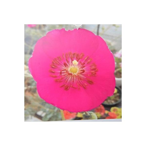 日本花キ流通 多肉植物 seカランドリニア・シスタンサ アンデスマツバ