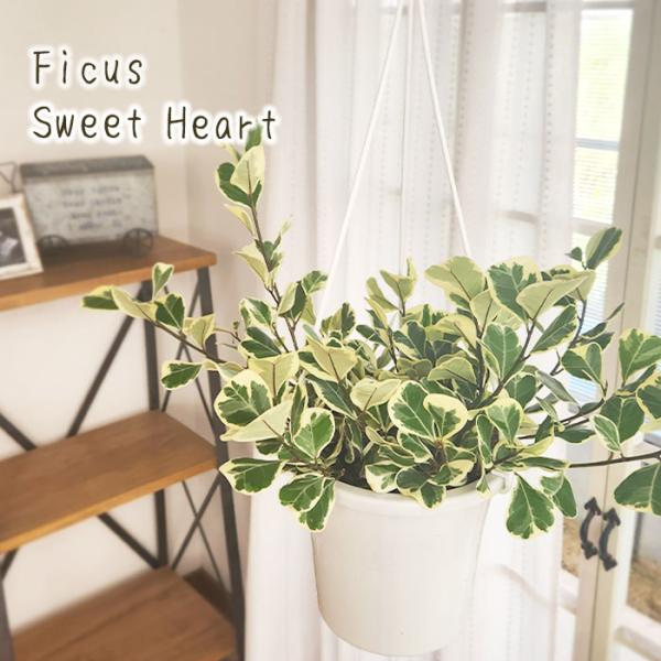 フィカス トライアンギュラリス スウィートハート 観葉植物 インテリア 5号 直営限定アウトレット 鉢植え 釣り鉢