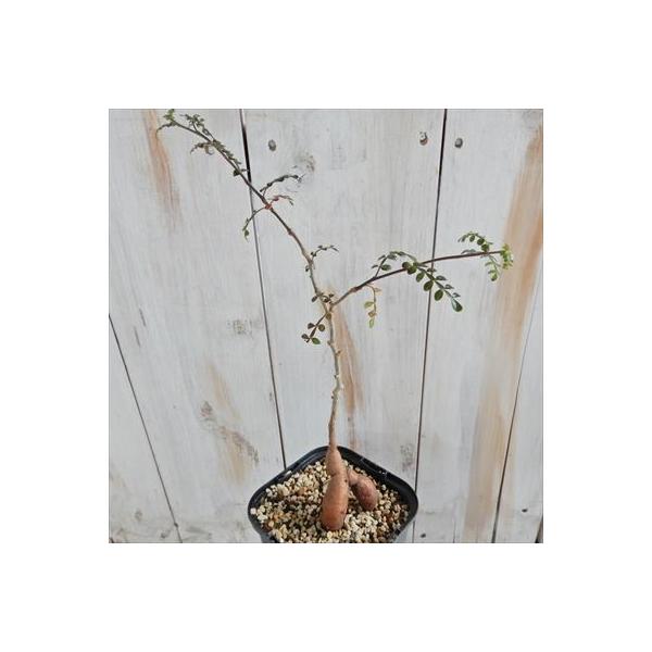 多肉植物 Caオペルクリカリア デカリー 超目玉 実生 0416 04 コーデックス 10 5cmポット 現品販売