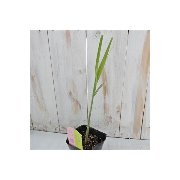 日本花キ流通 サトウキビ 苗 10.5cmポット 和三盆 竹糖 野菜苗 家庭