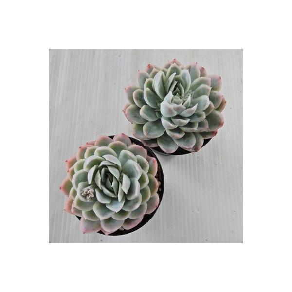 多肉植物 Swkエケベリア ピンクエンジェル エケベリア 7 5cmポット 買収