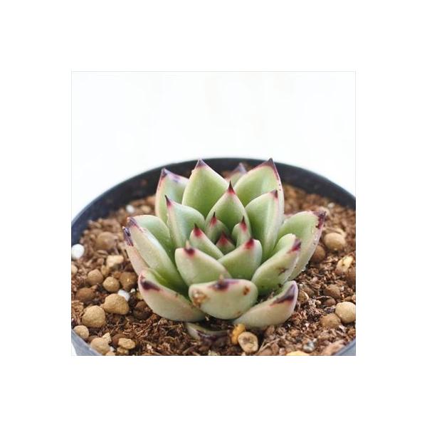 激安通販ショッピング 多肉植物 Swkエケベリア アガボイデス ブラッククイーン エケベリア 7 5cmポット