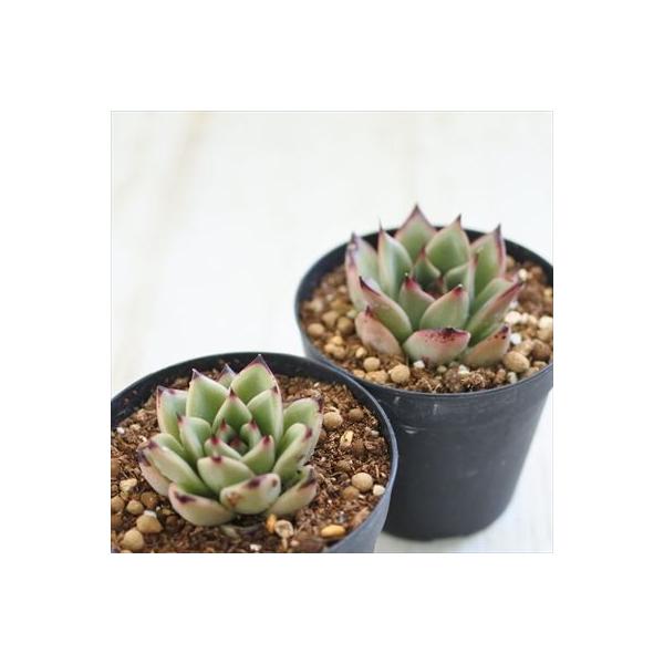 上品 多肉植物 Swkエケベリア アガボイデス ブラッククイーン エケベリア 7 5cmポット