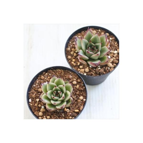 上品 多肉植物 Swkエケベリア アガボイデス ブラッククイーン エケベリア 7 5cmポット