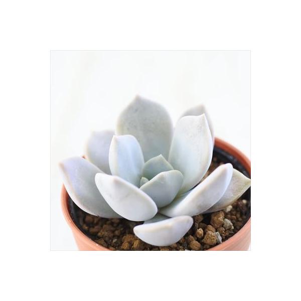 ■日当たり春秋型種10℃〜25℃の過ごしやすい季節によく生長し、暑すぎたり、寒すぎる時期は休眠してしまいます。生長期：2月〜6月・9月〜11月休眠期：7月〜8月・11月〜1月■置き場所・水やり1春・秋は日当たりがよく、雨が当たらない風通しの...