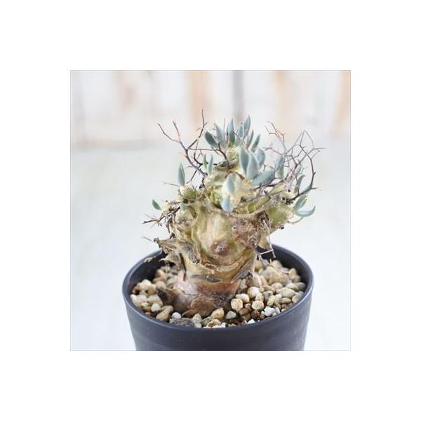 多肉植物 Caチレコドン 万物想 0531 04 現品販売 サービス チレコドン コーデックス 高さ約9cm