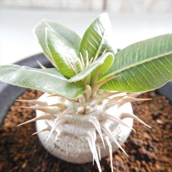 日本花キ流通 多肉植物 caパキポディウム エブレネウム 多肉植物