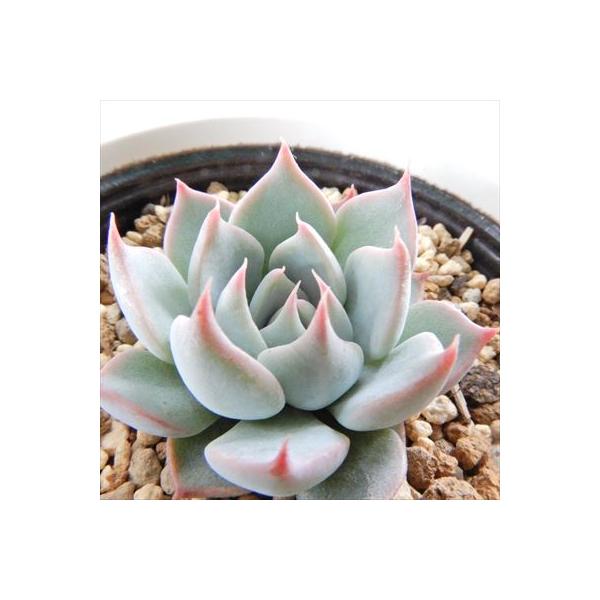 多肉植物 yukエケベリア チワワエンシスYecora×ザラゴーサspノバ