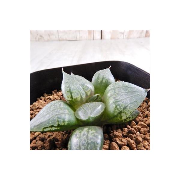 多肉植物 Niハオルチア 極太緑線 コンプト交配種 N水晶コンプト 実生苗