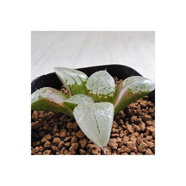 多肉植物 Niハオルチア N水晶コンプト 水晶未来 N水晶 未来 実生苗 カクタスニシさん苗 日本全国 送料無料 7 5cmポット 0610 11 現品販売 ハオルチア