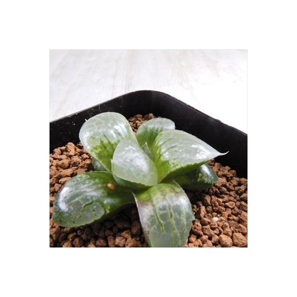 多肉植物 Niハオルチア 新緑山 レツーサ交配美種 N水晶コンプト 実生苗 7 5cmポット ハオルチア 0610 14 現品販売 カクタスニシさん苗 信用
