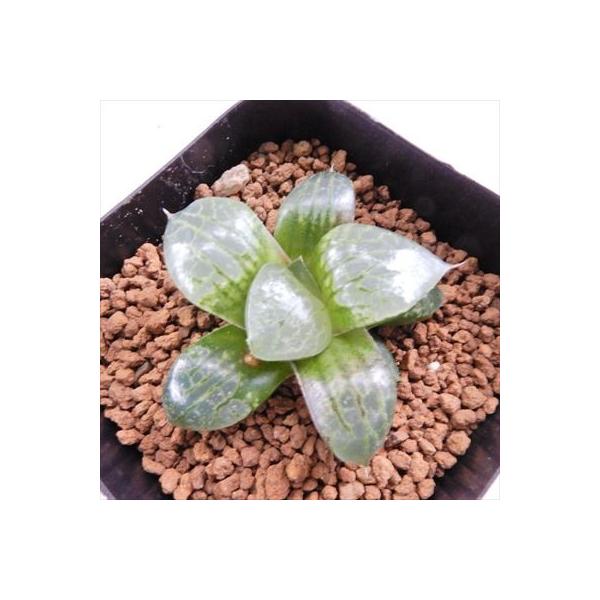 多肉植物 Niハオルチア 新緑山 レツーサ交配美種 N水晶コンプト 実生苗 7 5cmポット ハオルチア 0610 14 現品販売 カクタスニシさん苗 信用