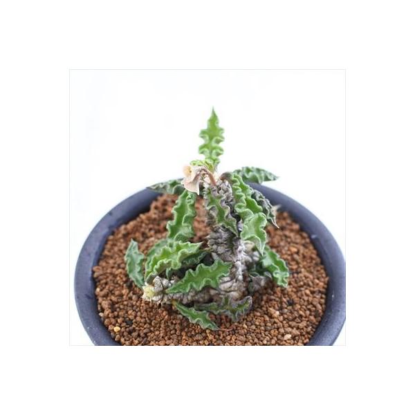 大株 ユーフォルビア デカリー 鉢付き 日本花キ流通 多肉植物 osユーフォルビア デカリー スピロスティカ