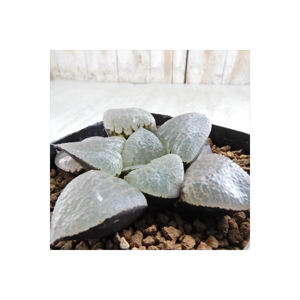 多肉植物 Niハオルチア 海物語 特大紫肌スプリング交配種 N水晶コンプト