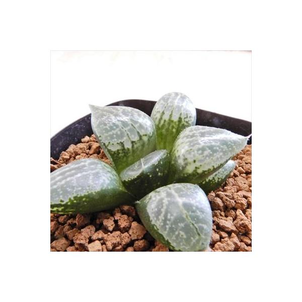 多肉植物 Niハオルチア 新品 N水晶コンプト 安曇 太白線コンプト 実生苗 0611 014 7 5cmポット ハオルチア カクタスニシさん苗 現品 販売
