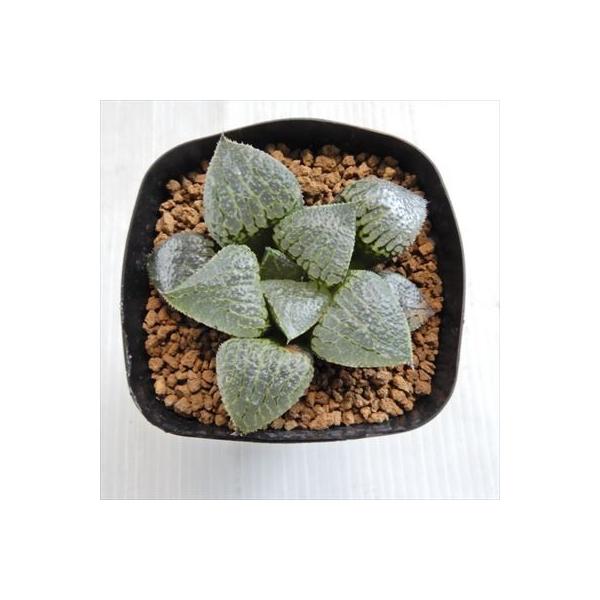 多肉植物 Niハオルチア 海物語 特大紫肌スプリング交配種 N水晶コンプト 実生苗 通信販売 7 5cmポット カクタスニシさん苗 ハオルチア 現品販売 0611 033
