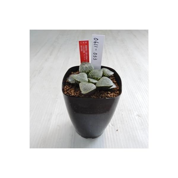 多肉植物 Niハオルチア 海物語 特大紫肌スプリング交配種 N水晶コンプト 実生苗 通信販売 7 5cmポット カクタスニシさん苗 ハオルチア 現品販売 0611 033