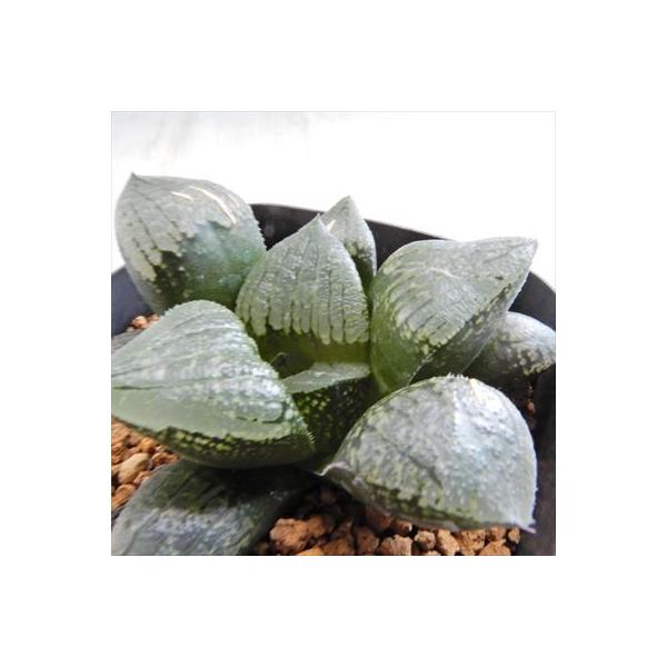 ハオルチア 種の人気商品 通販 価格比較 価格 Com