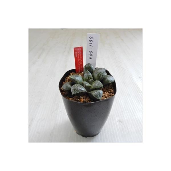 Niハオルチア 激安価格と即納で通信販売 Ns1 チョコバー ウィミー交配種 ブルーダイヤモンド実生選抜 Ik No 1 実生苗 カクタスニシさん苗 現品販売 ハオルチア 0611 043 7 5cm 多肉植物