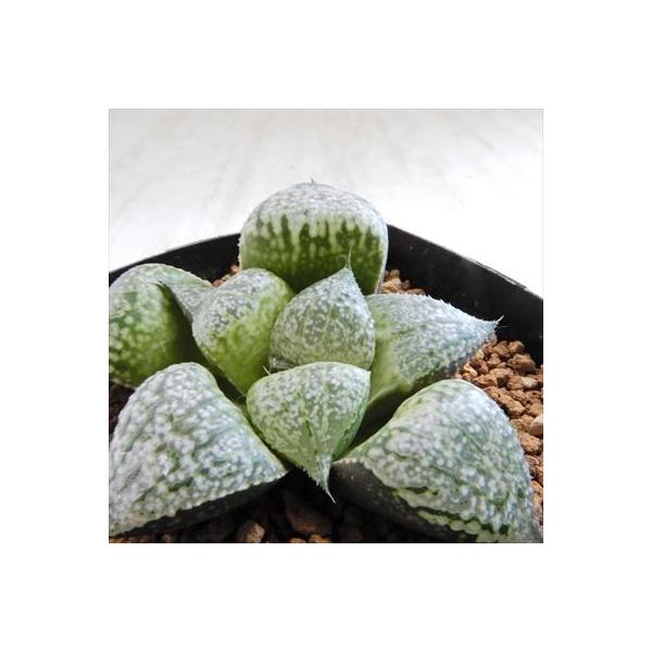 Niハオルチア パンドラns1ピクタ 舞姫 白銀ピクタ ピクタ型レツーサ 秋冬新作 実生苗 多肉植物 現品販売 0611 047 7 5cmポット ハオルチア カクタスニシさん苗