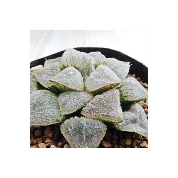 多肉植物 Niハオルチア 華王 ピグマエア交配種 雪だるま ウィミー交配種 大規模セール 7 5cmポット 0611 074 ハオルチア 現品販売 実生苗 カクタスニシさん苗