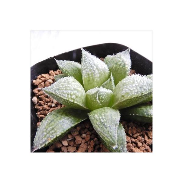 Niハオルチア Ns1 古都ドドソン 白紫特aピグ トワイライト カシオペア 白帝城 Ns 1 2 カクタスニシさん苗 実生苗 7 現品販売 多肉植物 ハオルチア 特価 0611 114