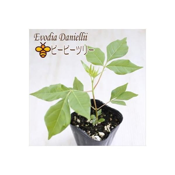 ビーツ 苗の人気商品 通販 価格比較 価格 Com