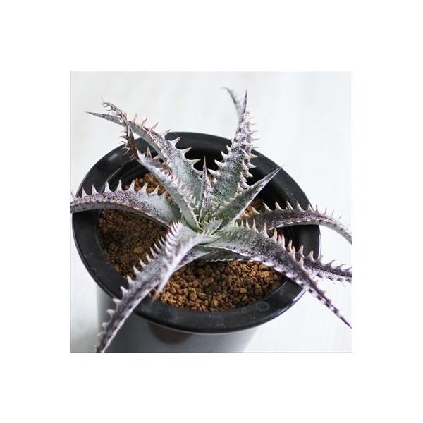 多肉植物 Caデッキア 現品販売 Dyckia Arizona ブロメリア 高い素材 0614 09 ディッキア 4号鉢