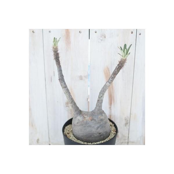 多肉植物 Caパキポディウム グラキリス 0729 03 多肉植物 コーデックス 現品販売 Boisewomenrun Com