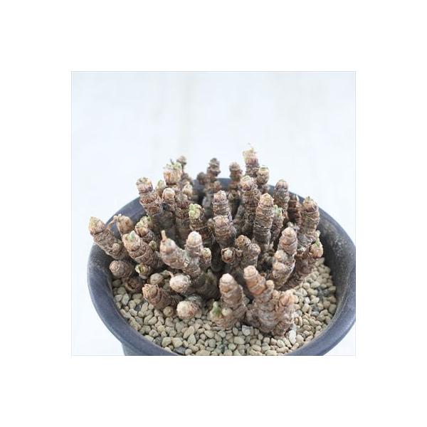 多肉植物 Caモニラリア ピシフォルミス アウトレットセール 特集 0729 現品販売 3 5号鉢 観葉植物 コーデックス インテリア