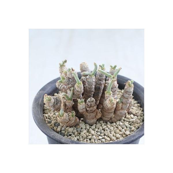 多肉植物 Caモニラリア ピシフォルミス 0729 23 現品販売 セール 特集 インテリア 3 5号鉢 コーデックス 観葉植物