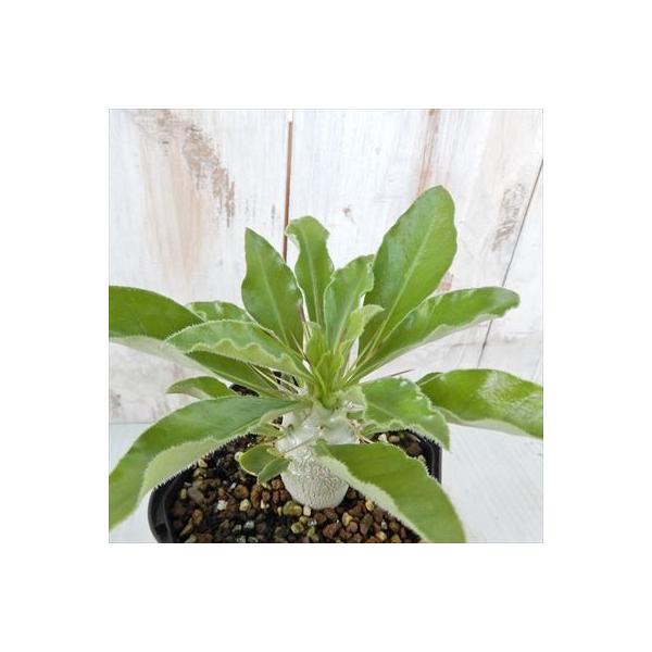 多肉植物 Caパキポディウム サンデルシー 多肉植物 コーデックス 9cmポット Fenestra Spb Ru