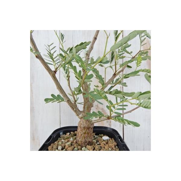 多肉植物 Caセンナ メリディオナリス 実生 02 03 多肉植物 コーデックス 現品販売