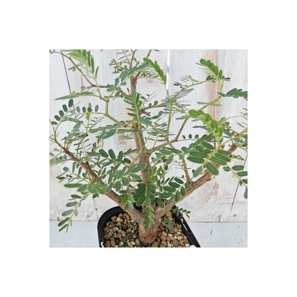多肉植物 Caセンナ メリディオナリス 実生 02 05 多肉植物 コーデックス 現品販売