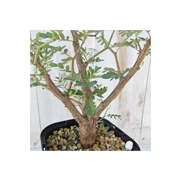 多肉植物 公式サイト Caセンナ メリディオナリス 実生 02 05 現品販売 コーデックス 10 5cmポット