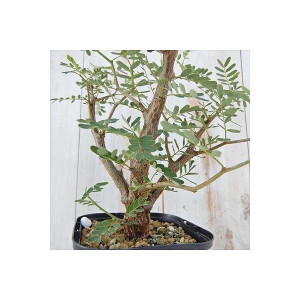 多肉植物 公式サイト Caセンナ メリディオナリス 実生 02 05 現品販売 コーデックス 10 5cmポット